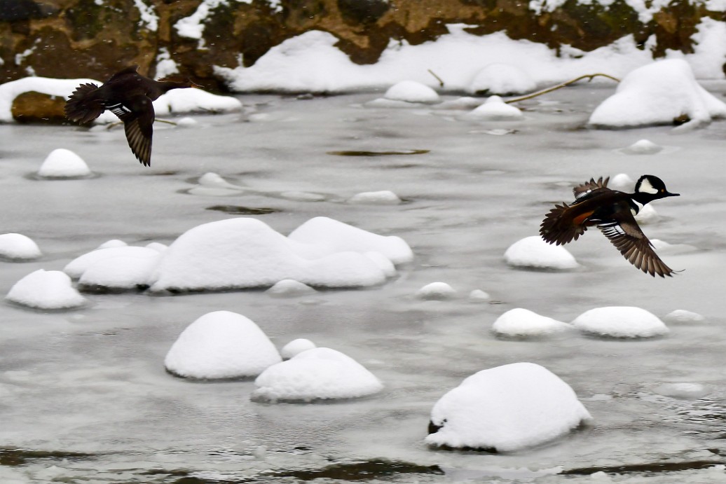 Pair of Flying Hooded Mergansers 2