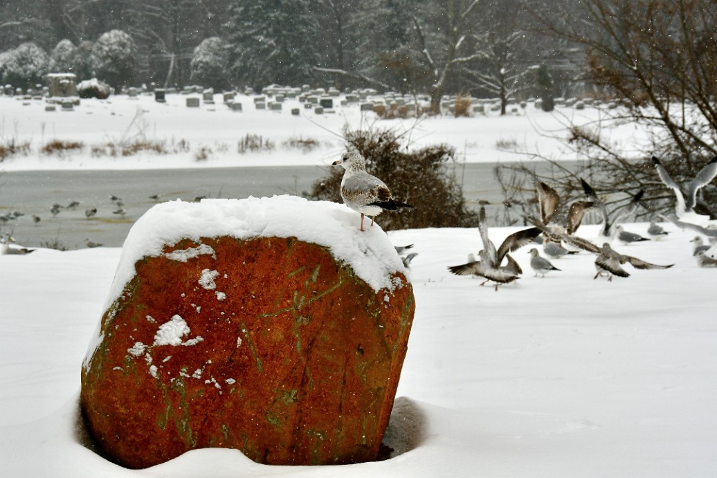 Ring-Billed Gull on a Snowy Red Rock 2