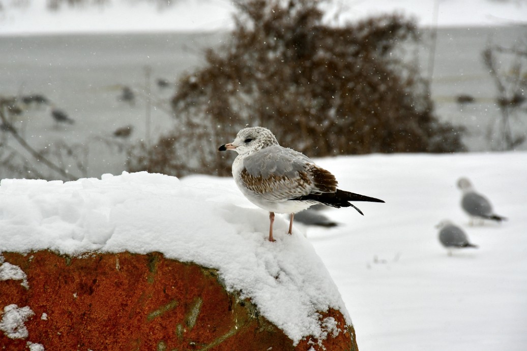 Ring-Billed Gull on a Snowy Red Rock 3