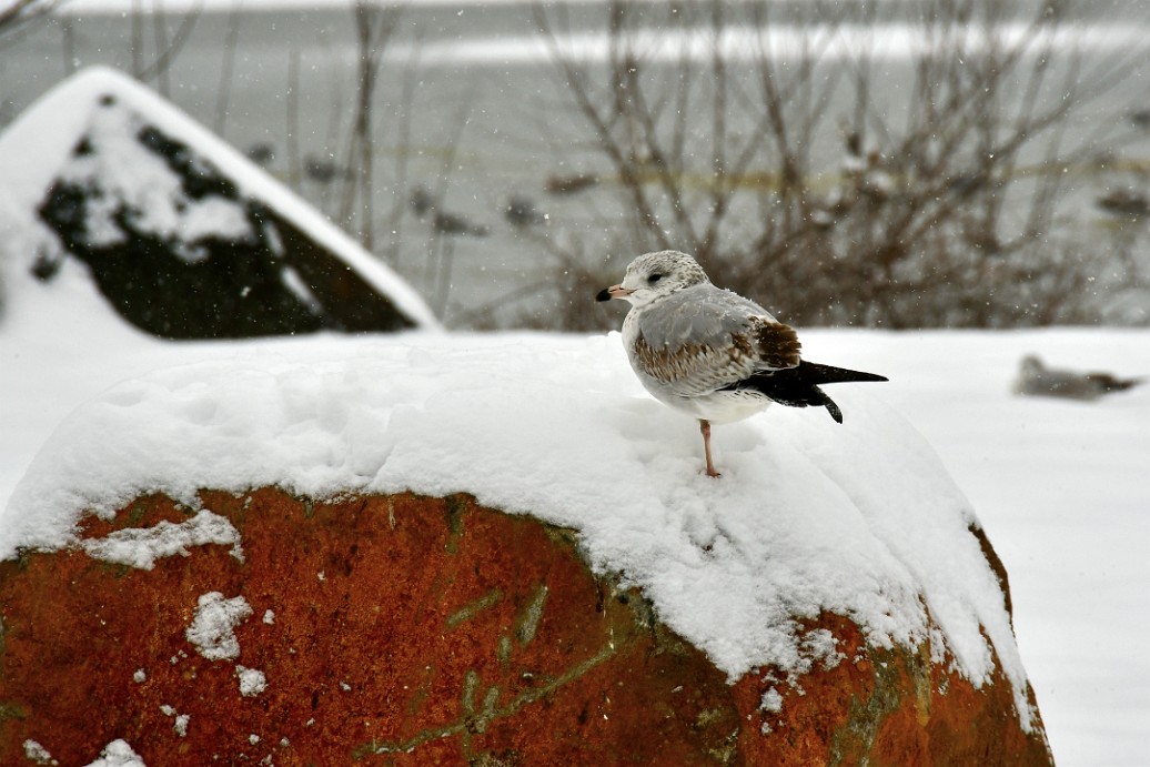 Ring-Billed Gull on a Snowy Red Rock