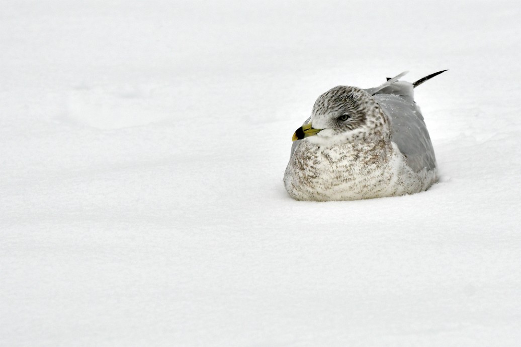 Sat in the Snow 1