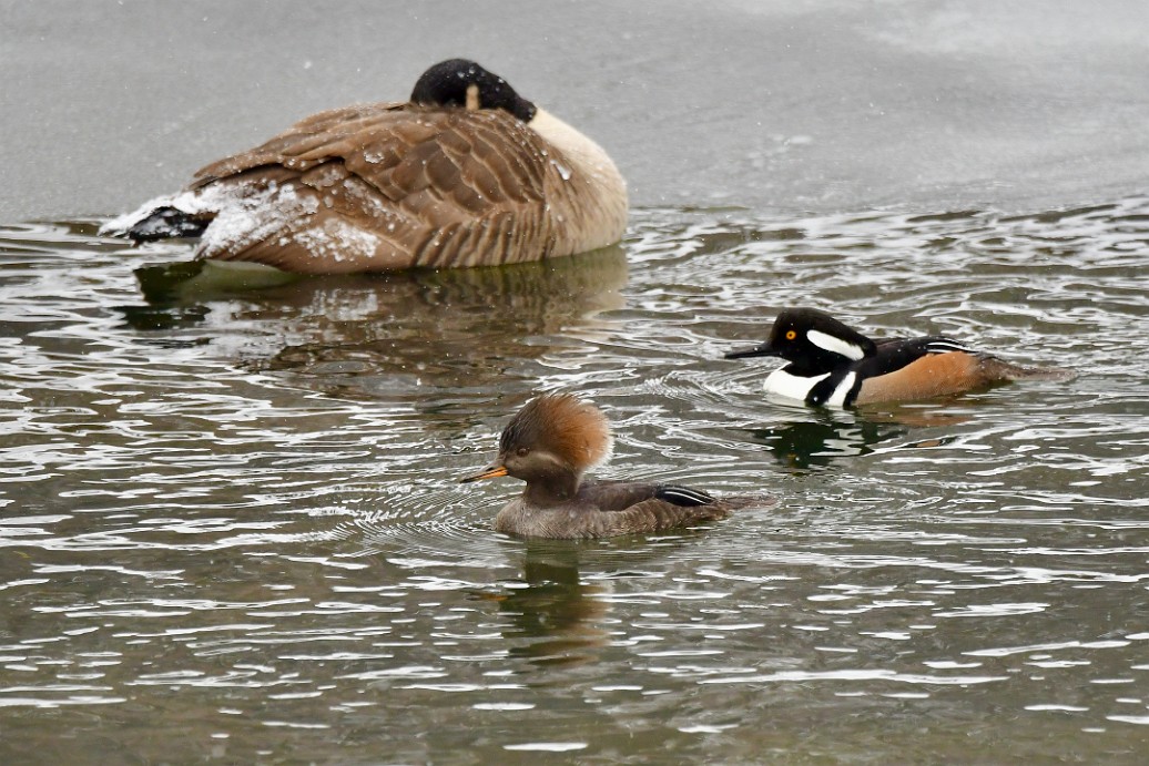 Sleeping Canada Goose and Some Very Awake Hooded Mergansers