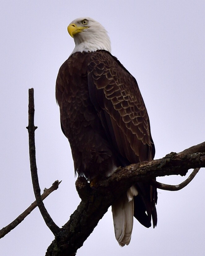 Baldy Perched High