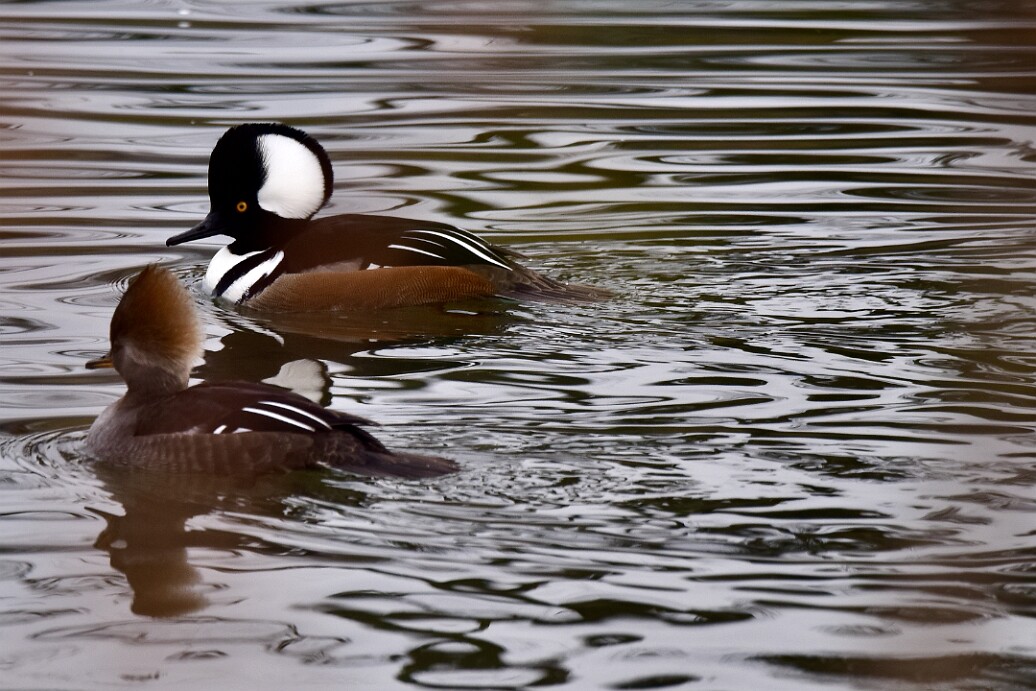 Bright White Feathers