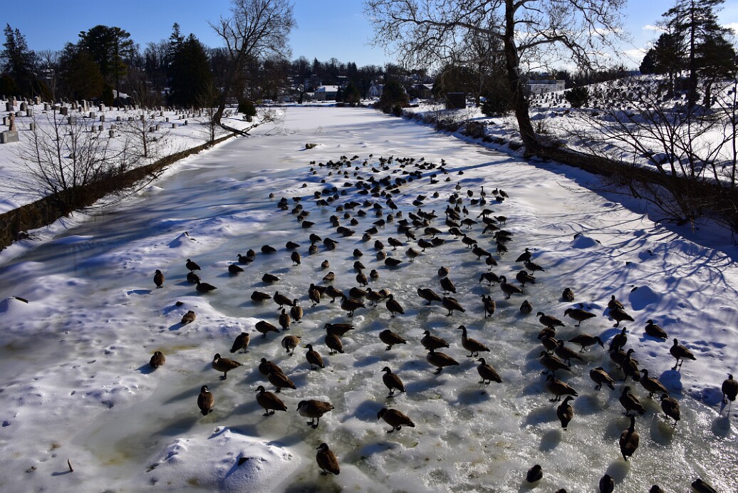 Geese and Some Ducks