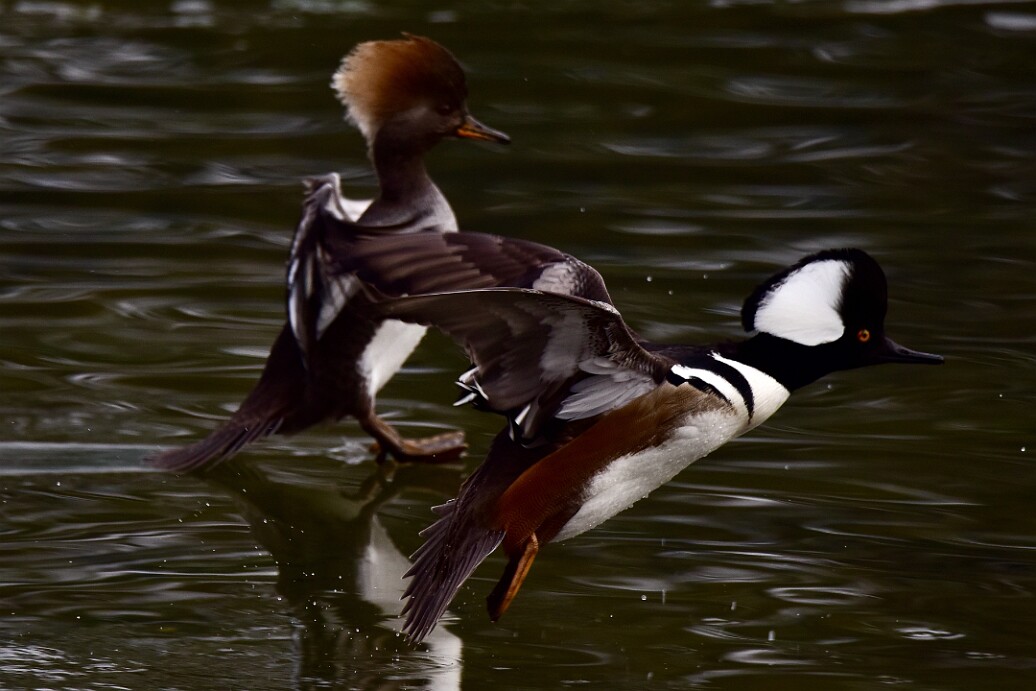 Hooded Mergansers Making Moves