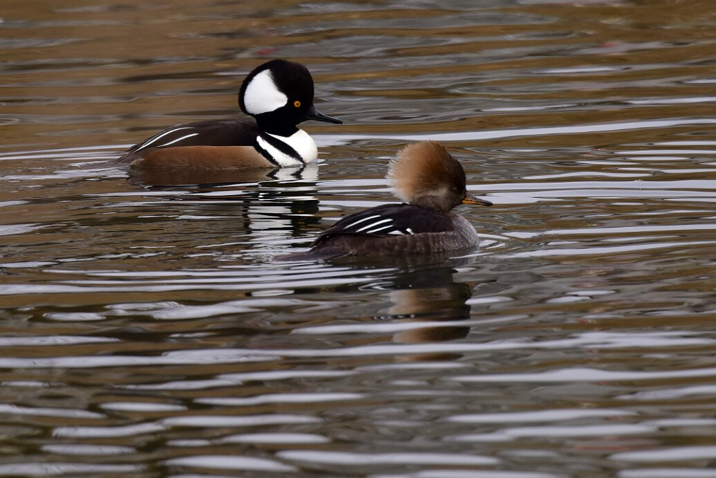 Hooded Mergansers Showing Their Hoods