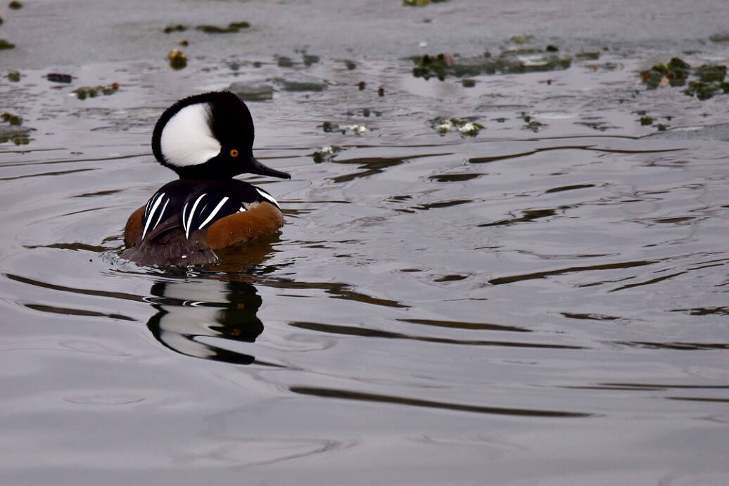Merganser Side Look
